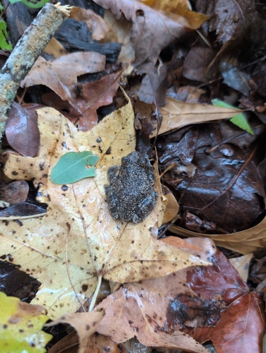 Cope's Gray Tree Frog observed by tricelytton