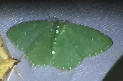 Maxates caudipunctata