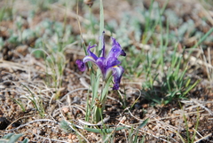 Iris tigridia