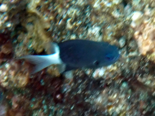Chromis margaritifer observed 2026-10-16