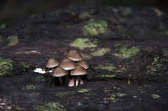 Mycena mulawaestris