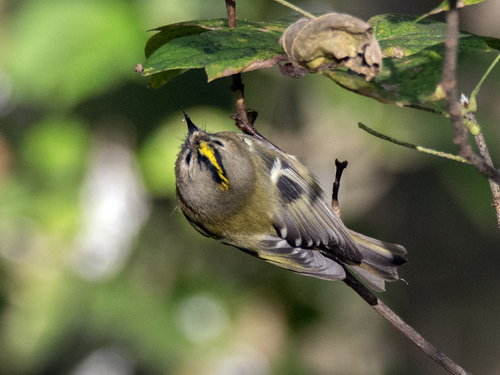 Goldcrest