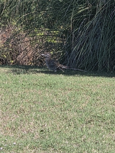 Greater Roadrunner observed by rtomaszewski