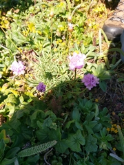 Armeria maritima californica