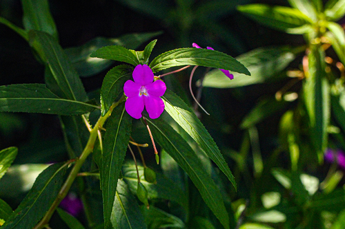 Impatiens irvingii