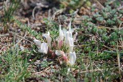 Astragalus galactites