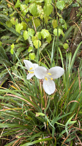 Libertia grandiflora observed 2026-09-10