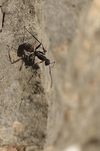 Blood-spotted Sugar Ant