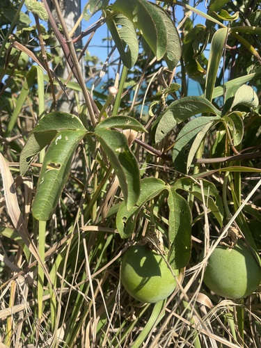 crato passionvine