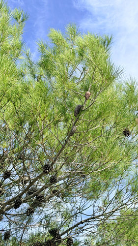 Aleppo pine