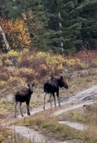 Moose observed by caseytucker19