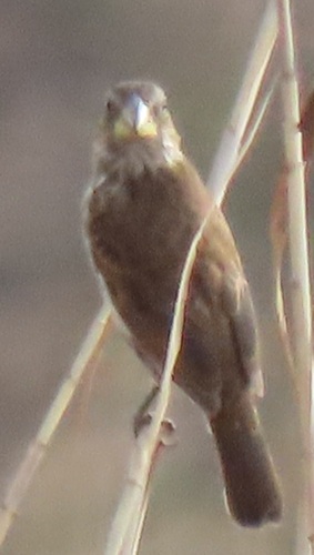 iNaturalist image