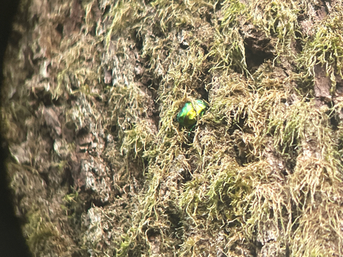 Big Rose-chafer