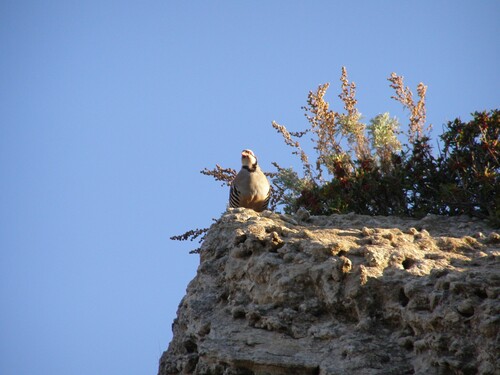 iNaturalist image