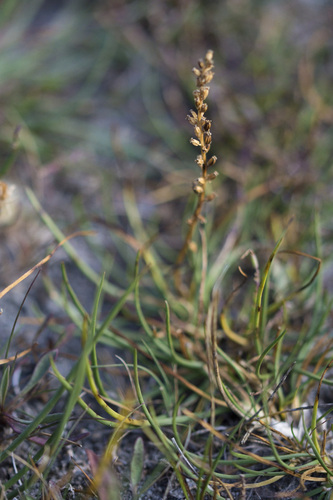 Triglochin maritima, 2026-10-17