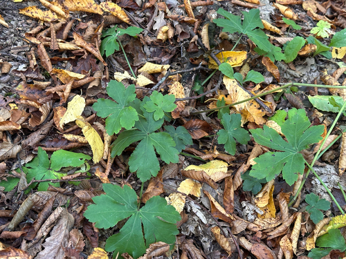 Sanicula europaea observed 2026-10-17