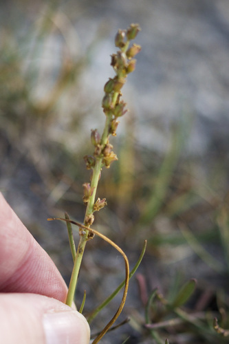 Triglochin maritima, 2026-10-17