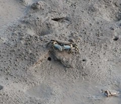 Macrophthalmus japonicus