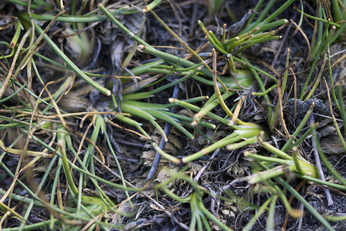 Triglochin maritima, 2026-10-17