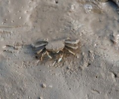 Macrophthalmus japonicus