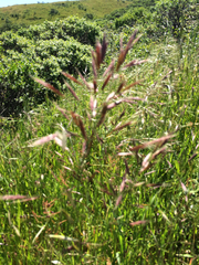 Bromus carinatus