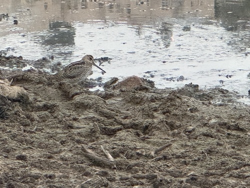 Gallinago stenura observed 2026-10-16