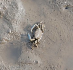 Macrophthalmus japonicus