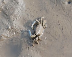 Macrophthalmus japonicus