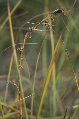 Cladium mariscus observed 2026-10-17