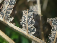 Cryptomycina pteridis