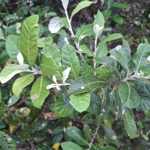 Brachylaena discolor observed 2026-10-17