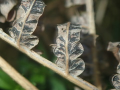 Cryptomycina pteridis