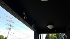 Hirundo rustica gutturalis