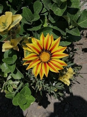 Gazania