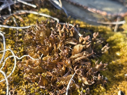 Leptogium observed 2026-10-17