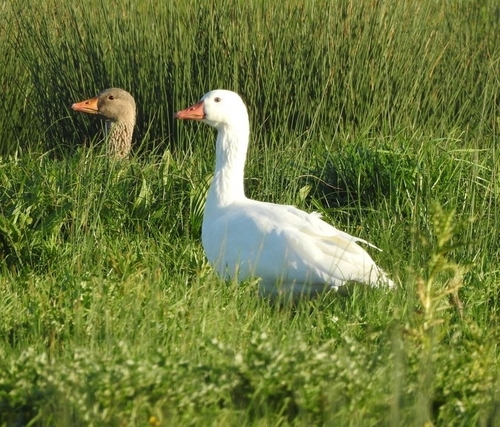 Domestic Greylag Goose observed by dionvb