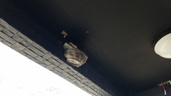 Hirundo rustica gutturalis