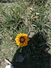 Gazania