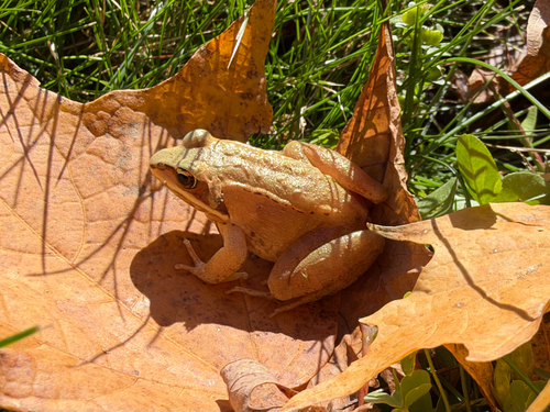 Wood Frog observed by sluastro