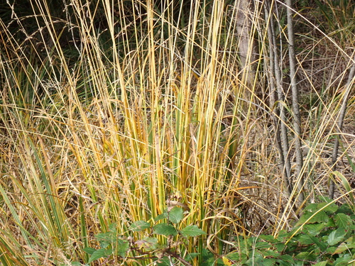 Molinia caerulea observed 2026-10-17