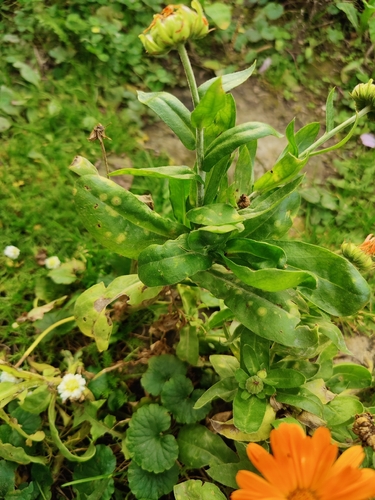 Entyloma calendulae, 2026-10-17