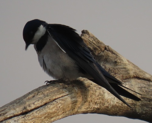 iNaturalist image
