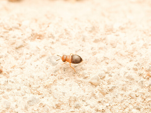 Neodusmetia sangwani, 2026-10-16