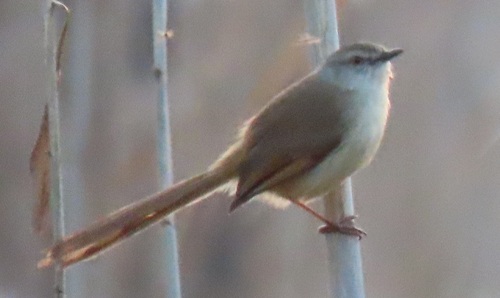 iNaturalist image