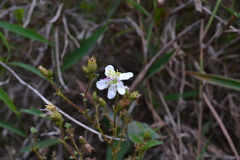 Chaetogastra ciliaris