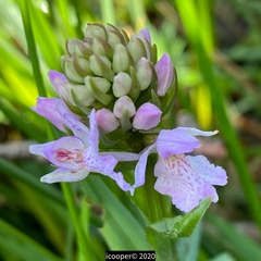 Dactylorhiza maculata