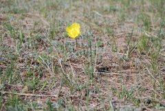 Papaver nudicaule