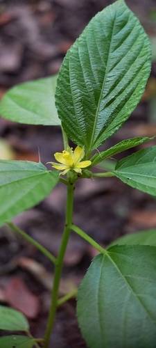 Corchorus olitorius observed 2026-10-11