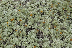 Helichrysum albirosulatum