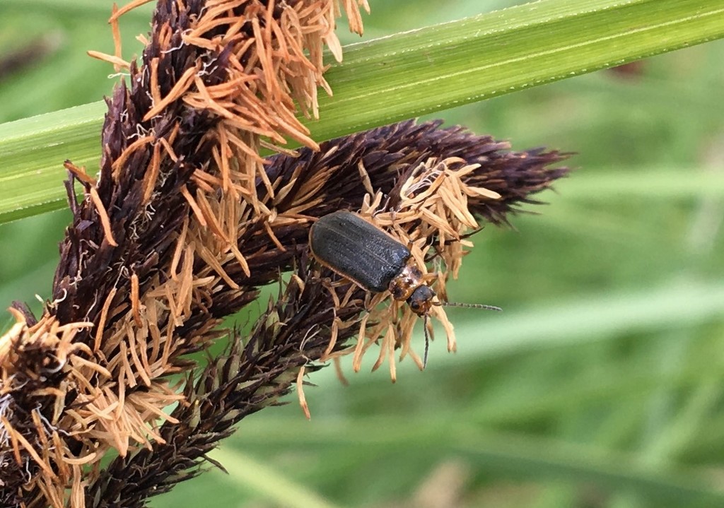 Waterlily Leaf Beetle from Sariai, Lithuania on May 26, 2020 at 01:51 ...